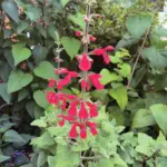 4-expert-plant-picks-for-transforming-southwest-gardens