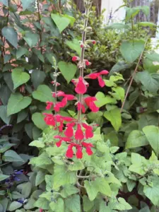 4-expert-plant-picks-for-transforming-southwest-gardens