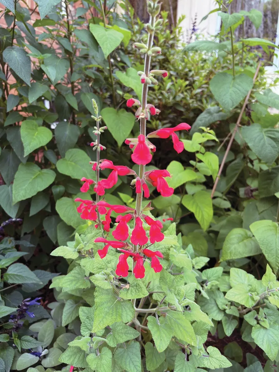 4-expert-plant-picks-for-transforming-southwest-gardens