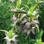 4-plants-worth-adding-to-your-southeast-garden