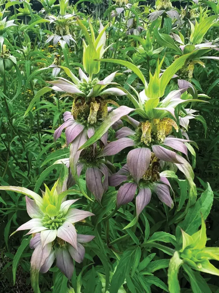 4-plants-worth-adding-to-your-southeast-garden