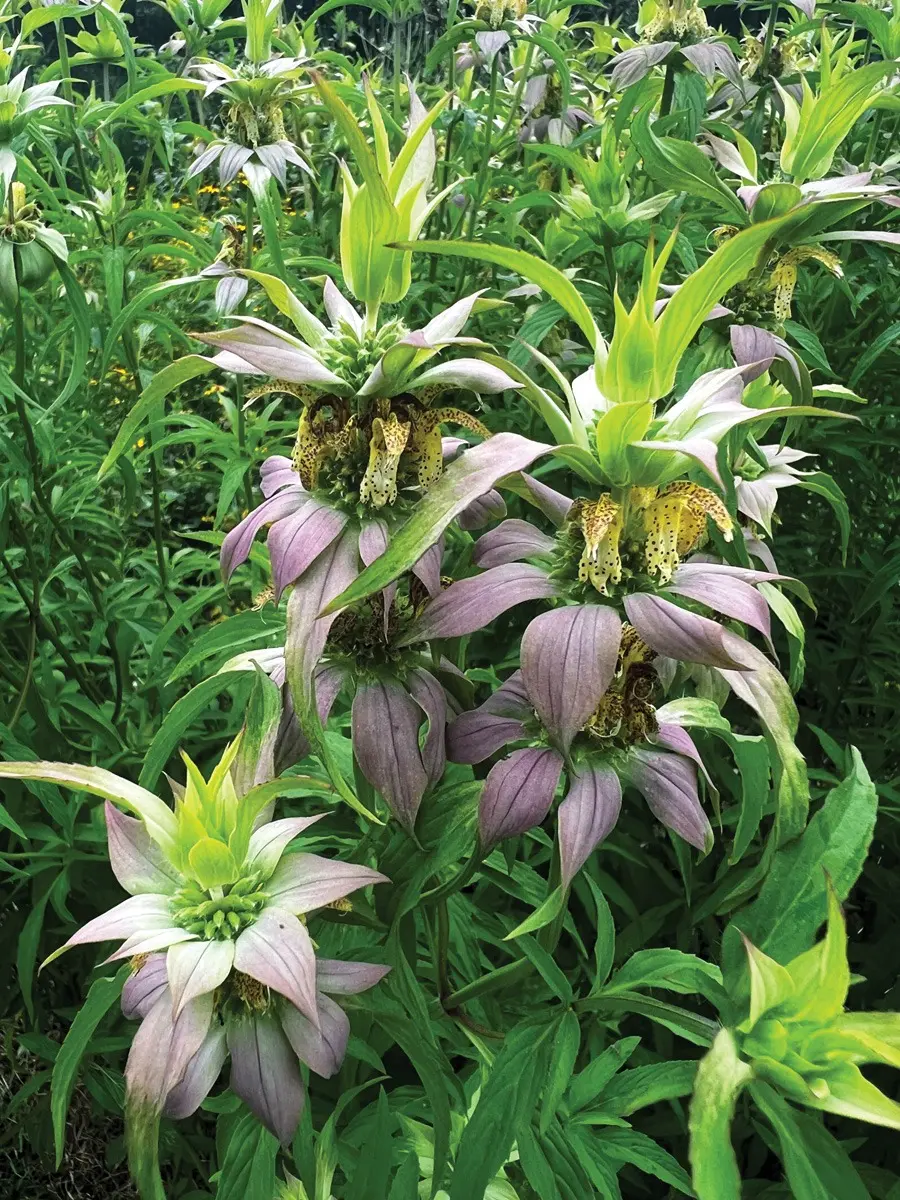 4-plants-worth-adding-to-your-southeast-garden