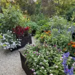 blurring-the-lines-how-one-master-gardener-combines-edibles-and-ornamentals-for-abundant-results