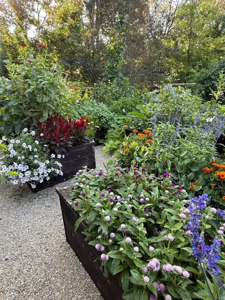 blurring-the-lines-how-one-master-gardener-combines-edibles-and-ornamentals-for-abundant-results