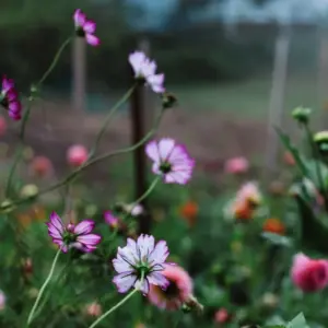 exploring-a-connecticut-micro-flower-farm-from-cutting-garden-to-dream-potager