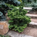 four-distinct-plants-worth-adding-to-your-northeast-garden-according-to-expert-joann-vieira