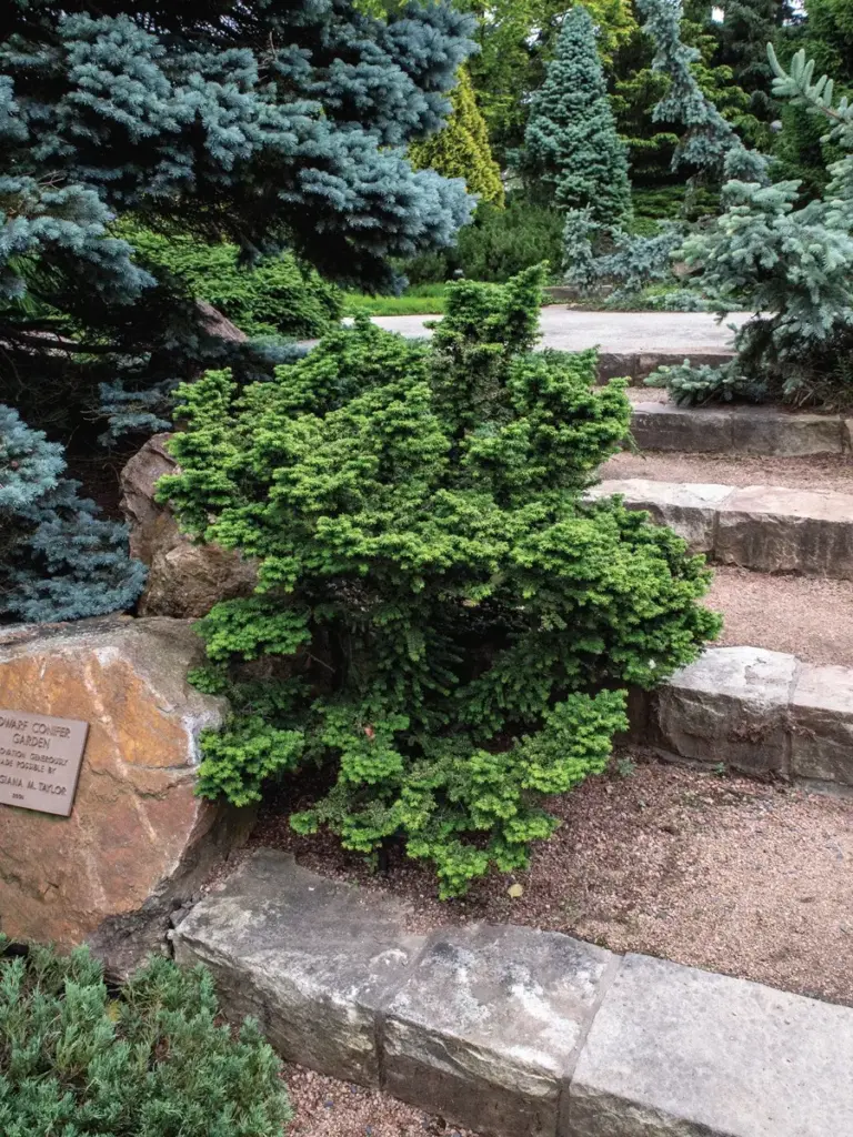 four-exceptional-plants-to-elevate-northeast-gardens-this-season