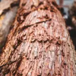 how-bear-scars-and-traditional-urushi-lacquer-transform-kyotos-timber-into-surfboards