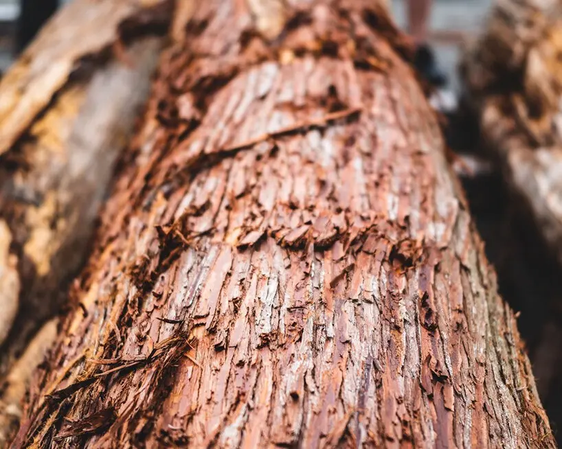 how-bear-scars-and-traditional-urushi-lacquer-transform-kyotos-timber-into-surfboards
