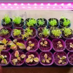 seeds-vs-starter-plants-evaluating-the-true-cost-and-long-term-value-of-your-garden