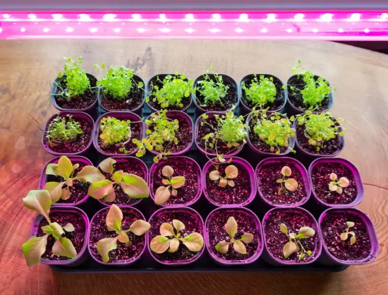 seeds-vs-starter-plants-evaluating-the-true-cost-and-long-term-value-of-your-garden