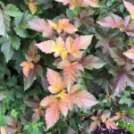thriving-in-the-extremes-expert-gardener-shares-top-plant-picks-for-mountain-west-landscapes
