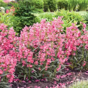 top-midwest-gardening-picks-revealed-by-expert-erin-schanen-for-the-upcoming-season