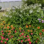 transforming-an-atlanta-eyesore-how-one-gardener-mastered-a-steep-full-sun-slope