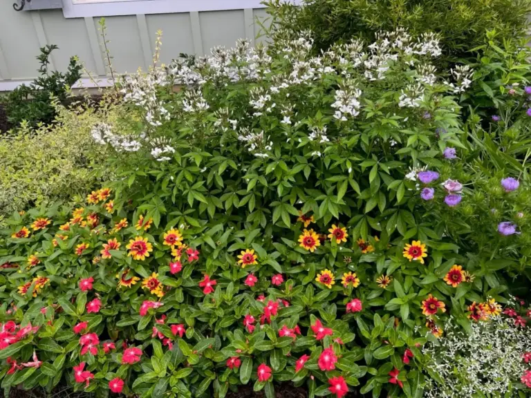 transforming-an-atlanta-eyesore-how-one-gardener-mastered-a-steep-full-sun-slope