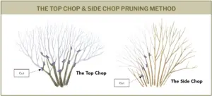 understanding-the-limits-and-benefits-of-renewal-pruning-for-garden-shrubs