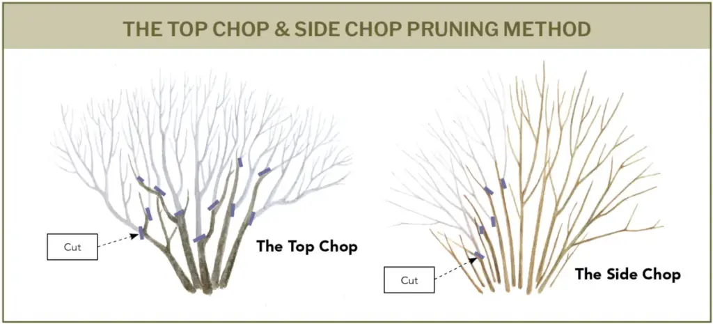 when-to-cut-back-understanding-the-real-rules-of-renewal-pruning-for-shrubs