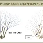 when-to-cut-back-understanding-the-real-rules-of-renewal-pruning-for-shrubs